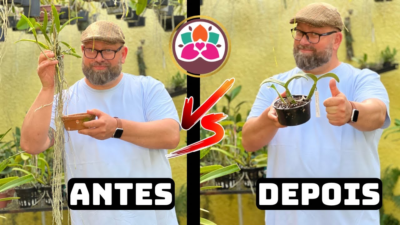 COMO PLANTAR ORQUÍDEA DE RAIZ GRANDE NO VASO {PASSO A PASSO}