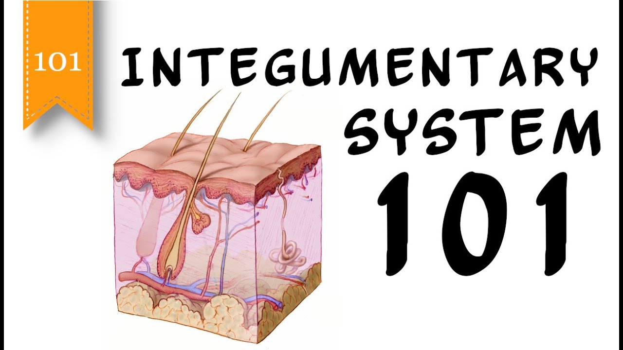 Integumentary System 101 - Layers of the Skin - FreeSchool 101