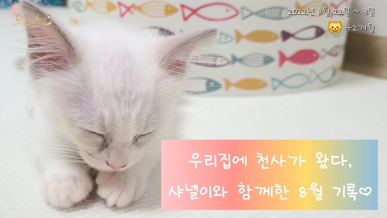 운명처럼 만난 아기 고양이 샤넬, 첫 만남부터 10일간의 기록 (심쿵주의)