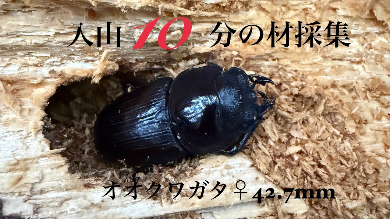 ［オオクワガタ材採集]入山10分の材採集　1頭目　♀42.7mm