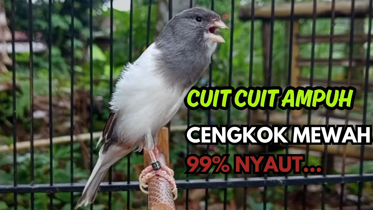 KENARI GACOR  Cuit CUIT BIRAHI SUARA Kenari MASTERAN TERBAIK UNTUK PANCINGAN & MASTERAN Kenari PAUD