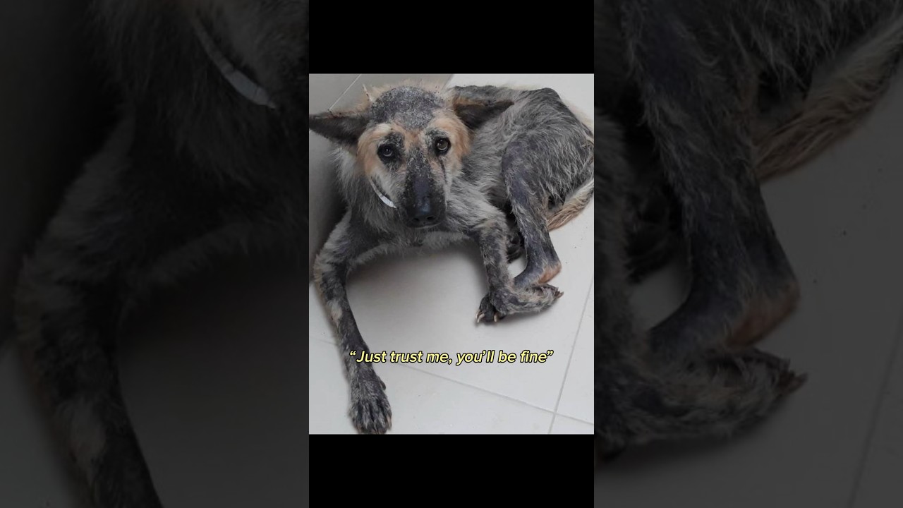 Hairless Rescue Dog Finds Forever Home in #spain 🇪🇸