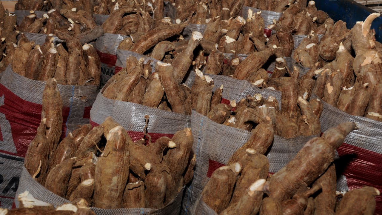 Curso Processamento de Mandioca - Polvilho Azedo, Fécula, Farinha e Raspa - Cursos CPT