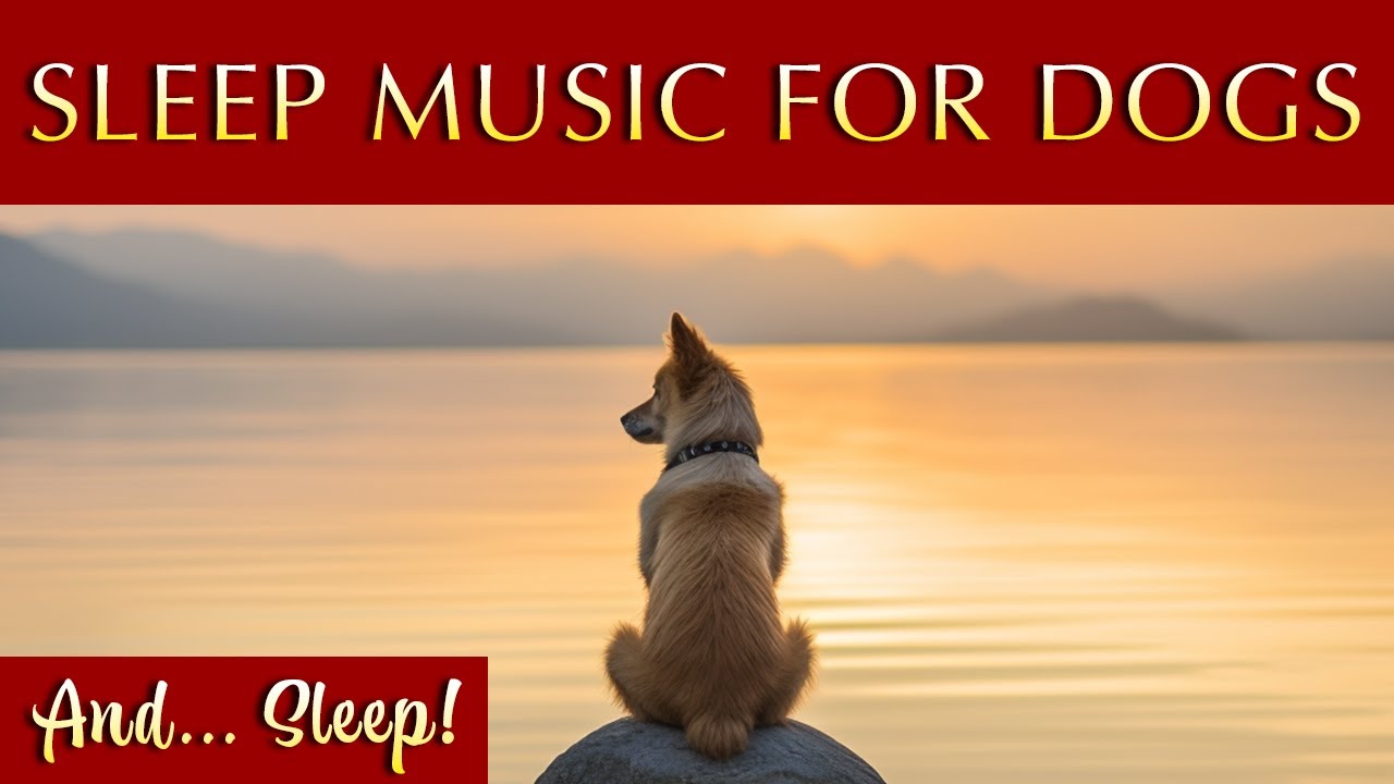 Soothing Music for Dogs 🐶 Calming Tunes to Relax and Unwind