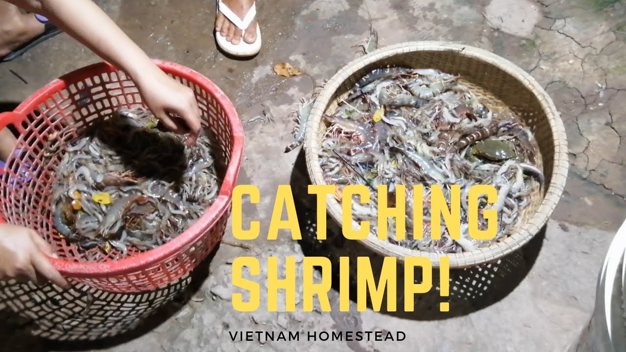 Catching Shrimp | Vietnam Homestead Life