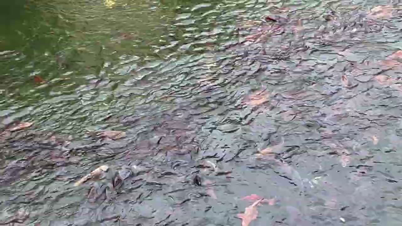 Un tableau aquatique fascinant...