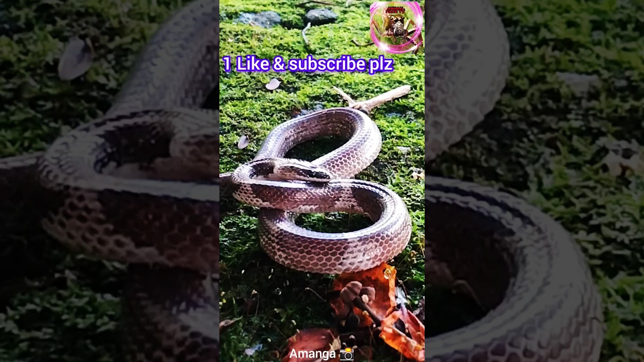 #Lycodon