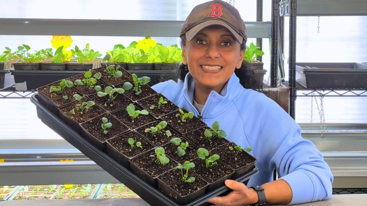 Seedling Care: Potting Up Pansies & Random Chit-Chat 🌱
