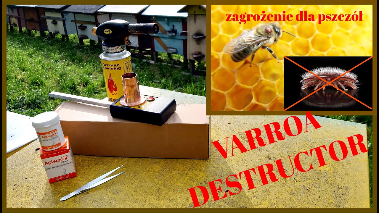 Proste i skuteczne leczenie pszczół z WARROZY