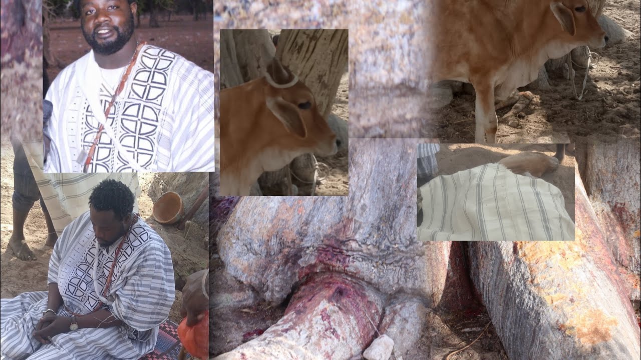 Intégralité tuur Saltigué Diégane Faye à Tock Ngol… Un bœuf….