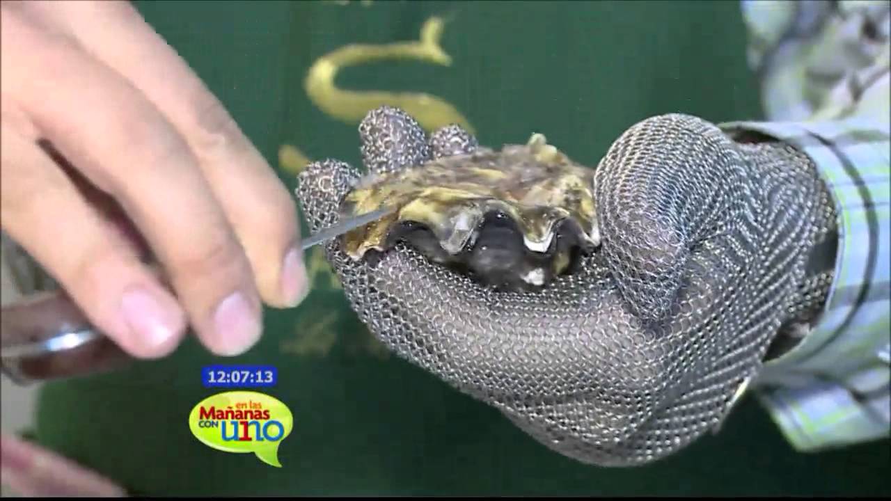 Aprendiendo a preparar ostras del Pacífico