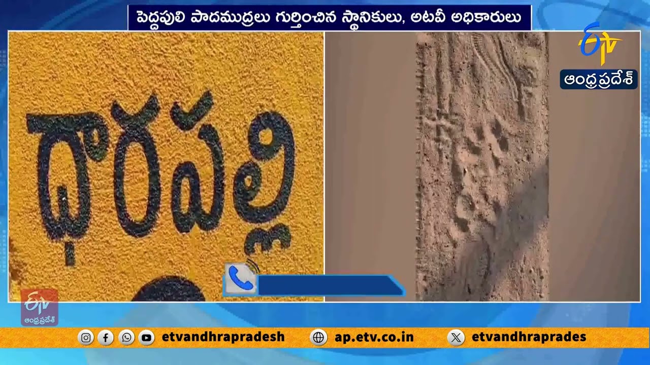 Tiger Tracks Spotted in Kakinada | Movement from Dharapalli to Taduvai