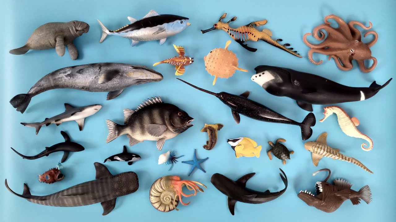 Hewan Laut, Hiu Zebra, Paus Kelabu, Ikan Tuna, Buntal, Ikan Lepu, Anglerfish, Lembu Laut, Kelomang