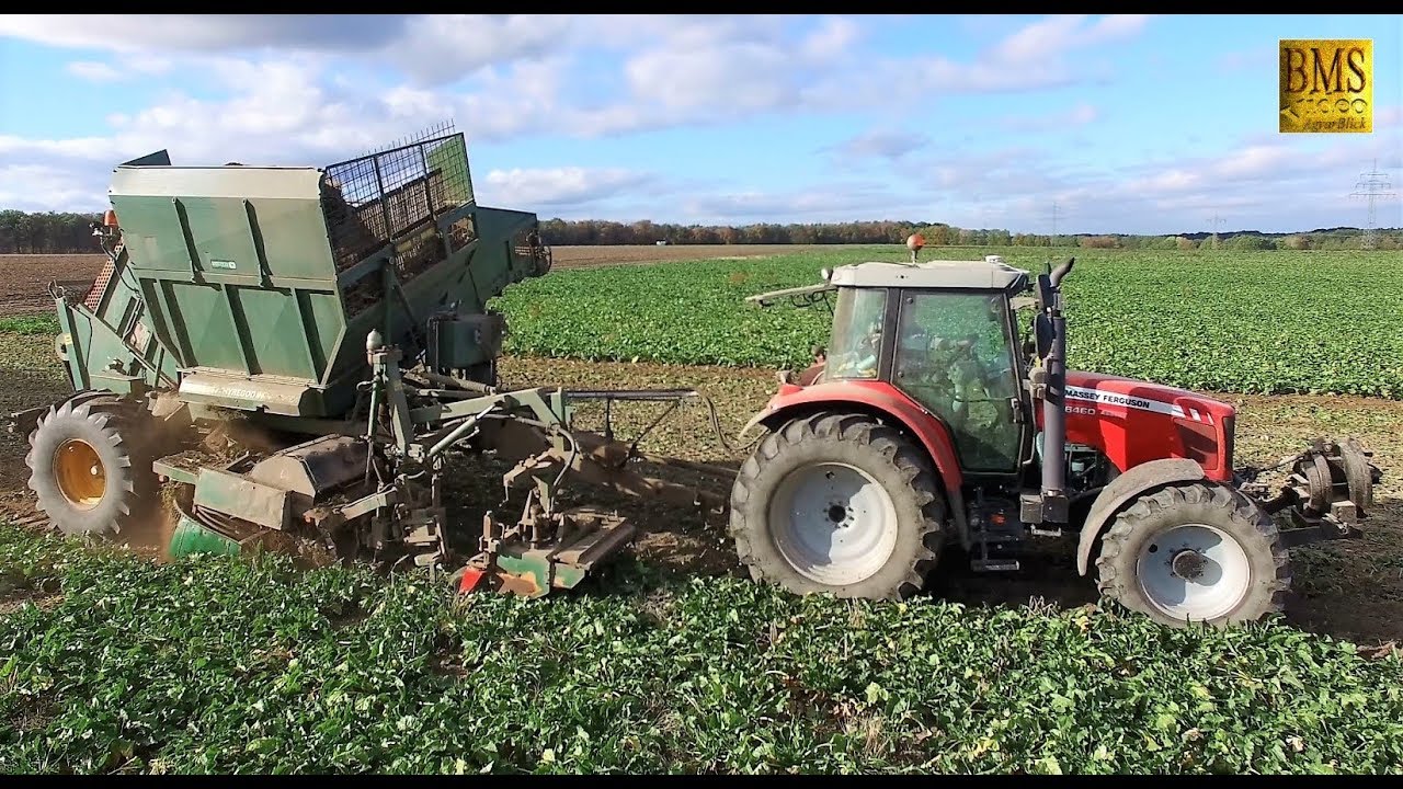 Rübenernte 2018 - gezogener Rübenroder Thyregod - MF 6460 sugar beet harvest German agriculture