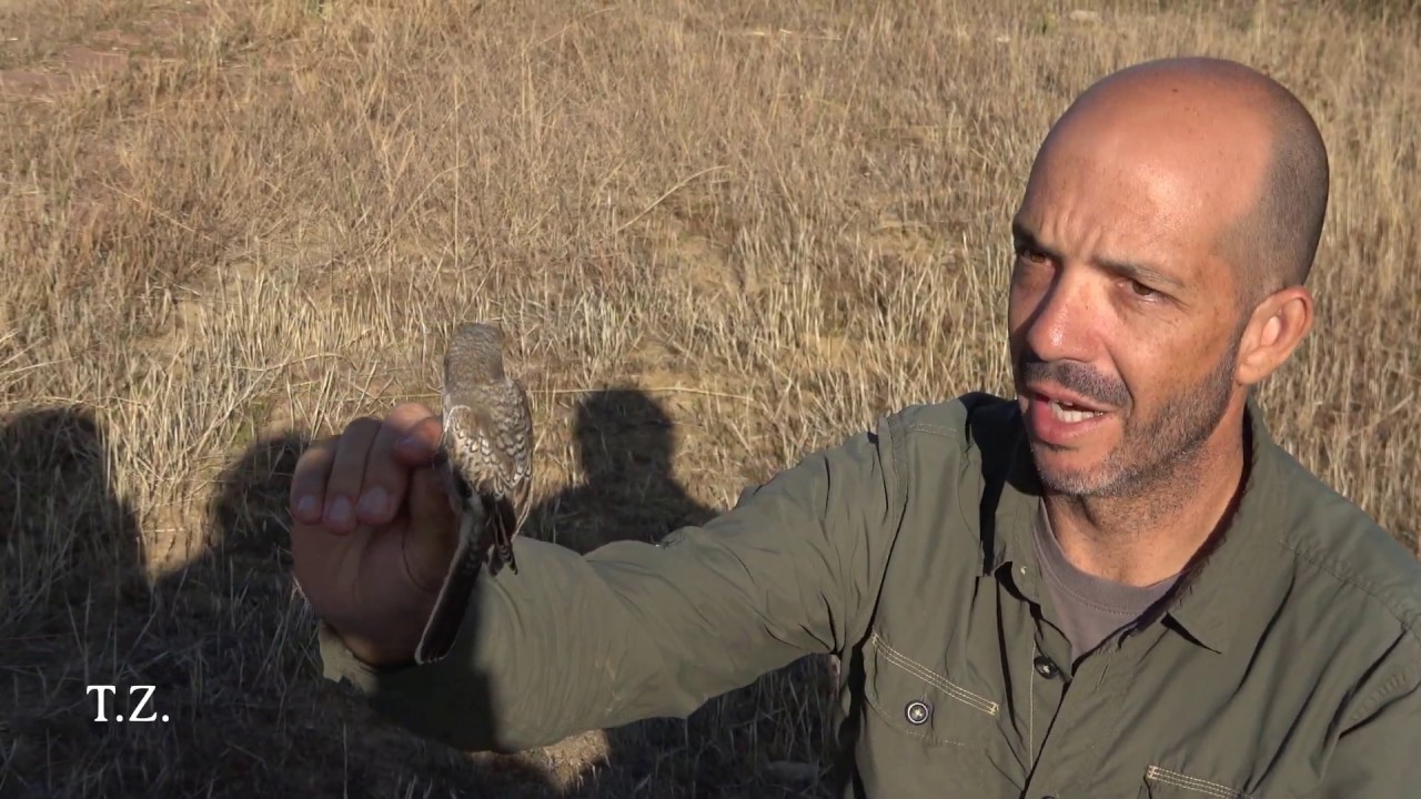 Anillado de aves en el Humedal de fuentes de Nava Palencia