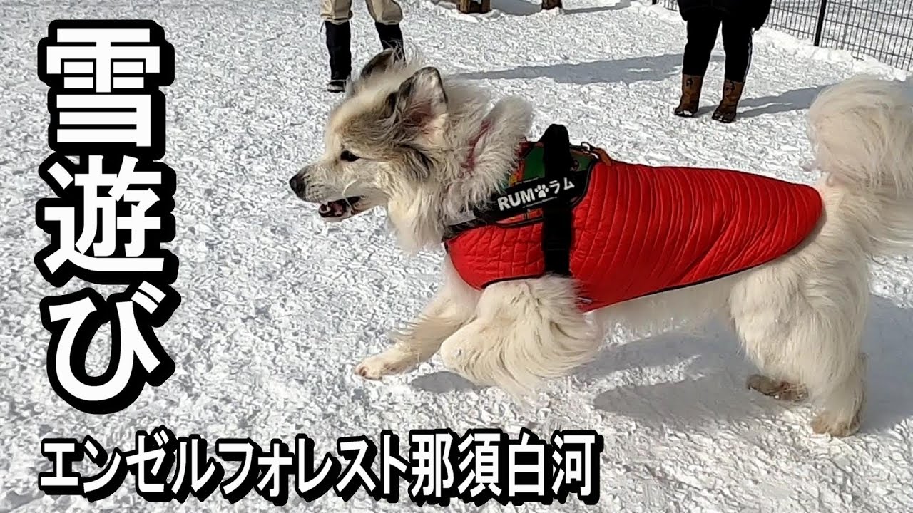 【GPラム】待ちに待った雪遊び【エンゼルフォレスト那須白河】