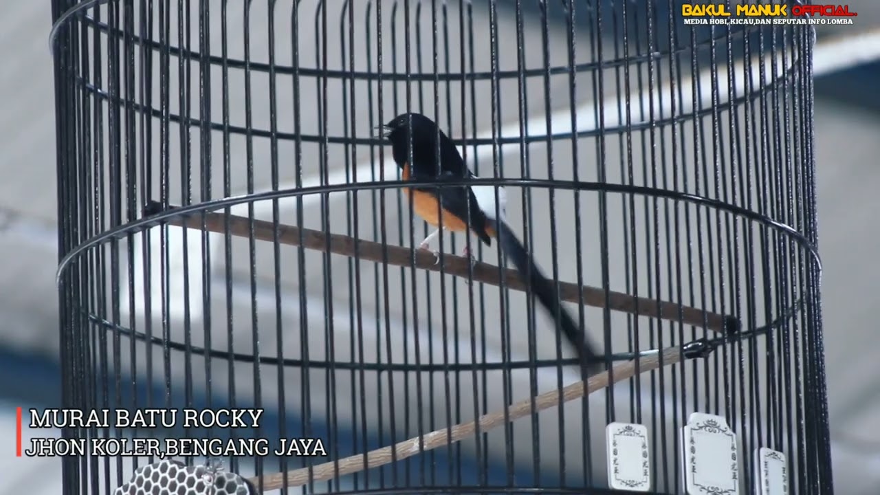 GEBYAR RAMADHAN PBC ,MURAI BATU ROCKY TAMPIL FUL DURASI ,JADI YANG TERBAIK