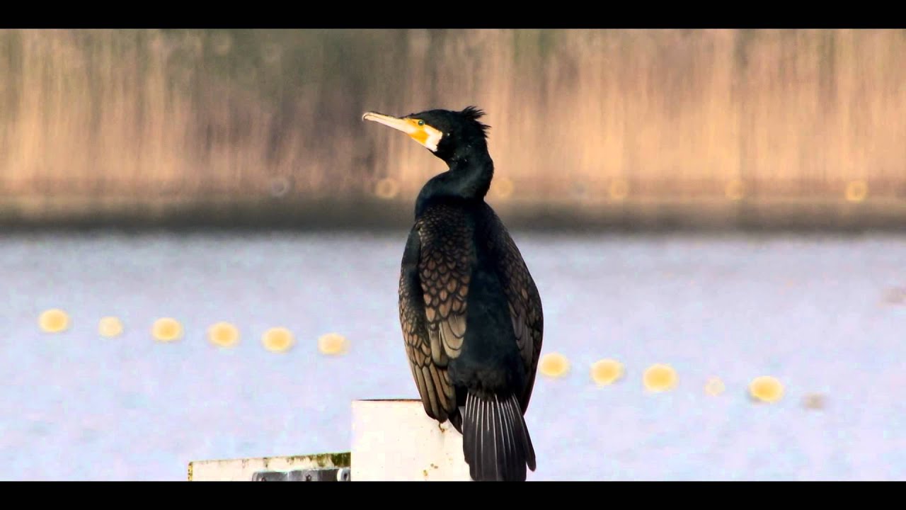 natuurfotografie Hans Vaessen