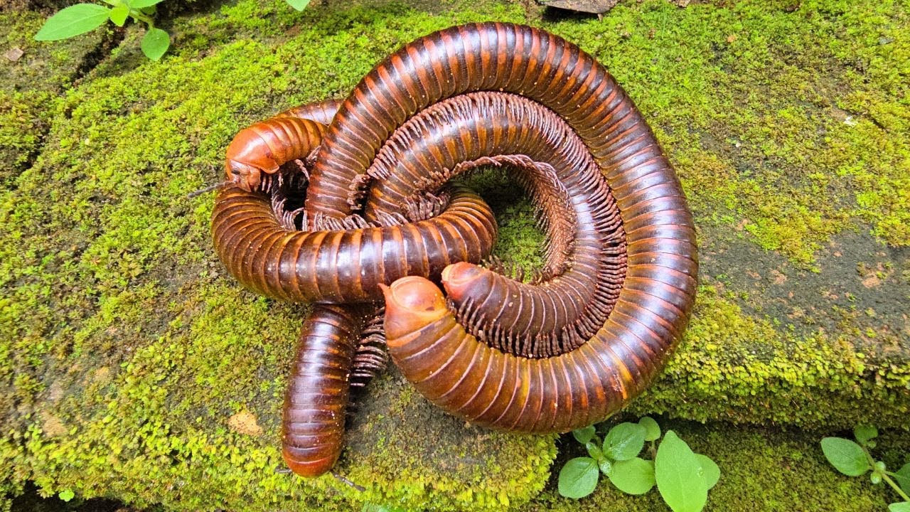 Catch Millipedes with me in forest near temple. Giant millipede, Massivde worm
