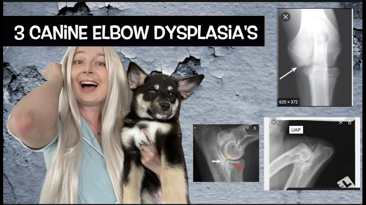 Canine Elbow Dysplasia | Veterinary Review Questions