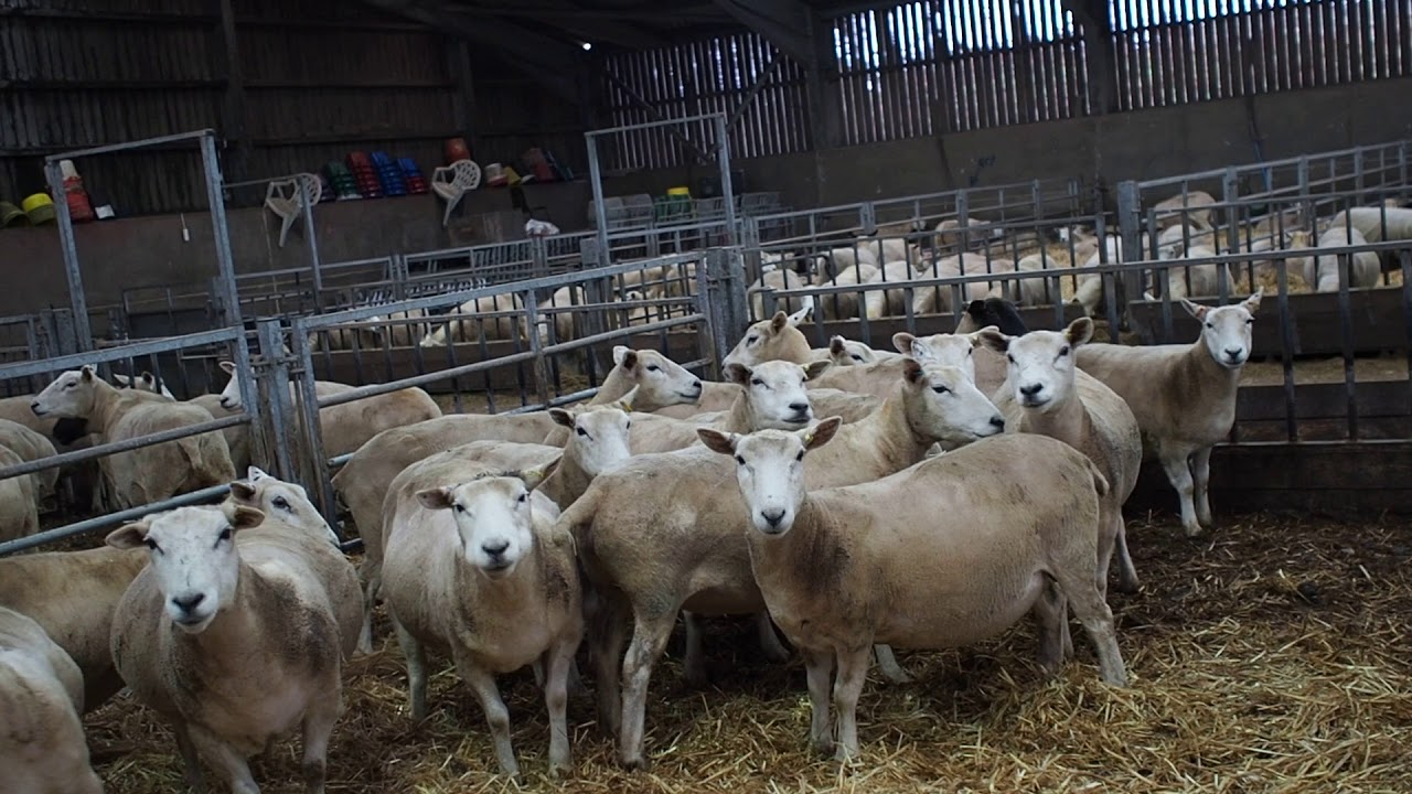 Lambing shed 2018
