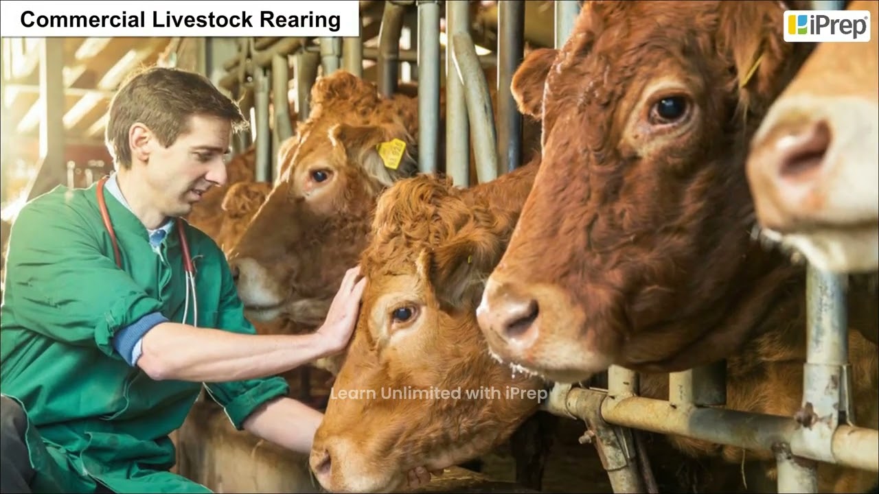 Commercial Livestock Rearing | Primary Activities | Geography | Class 12th | iPrep