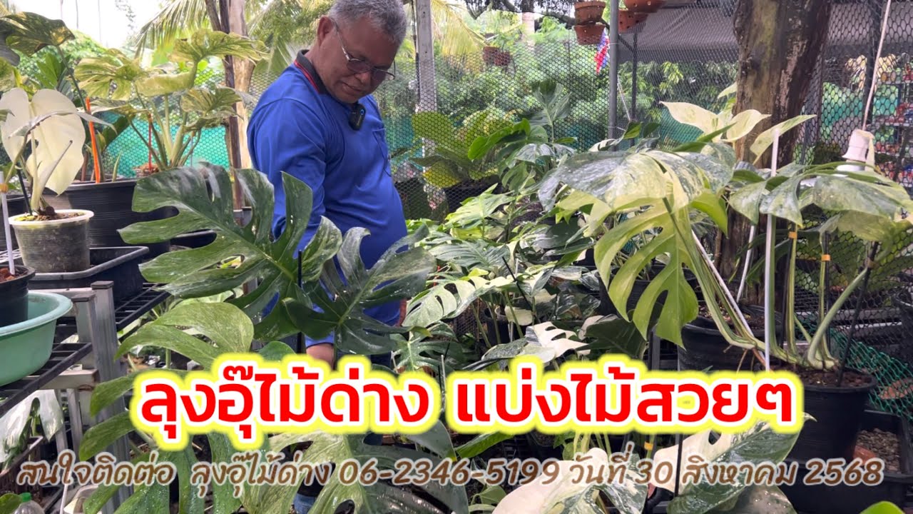 ลุงอุ๊ไม้ด่าง แบ่งไม้สวยๆ 30สิงหาคม 2568#ไม้ประดับ 