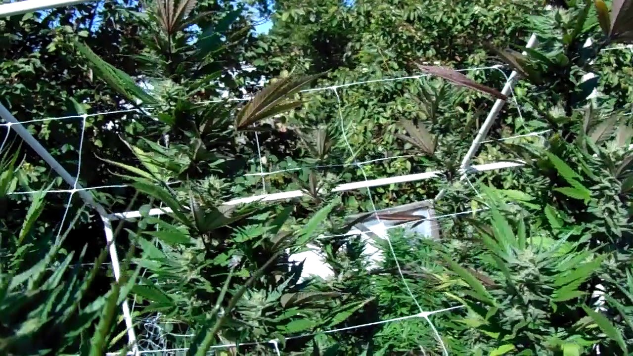 Portland Oregon legal outdoor marijuana grow 09/05/2019