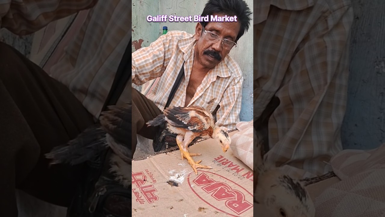 Aseel Chick's For Sale in Kolkata Birds Market #aseellovers #chicks #trendingvideo #petlovers