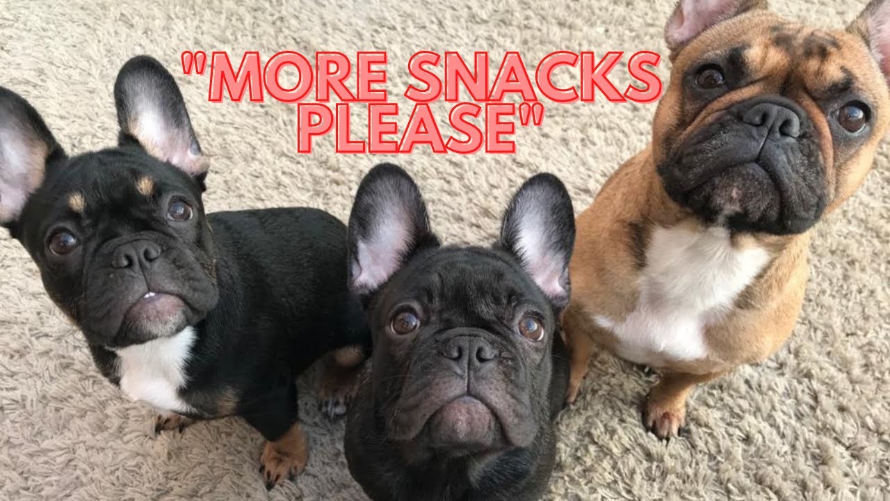 French Bulldogs Eating Snacks
