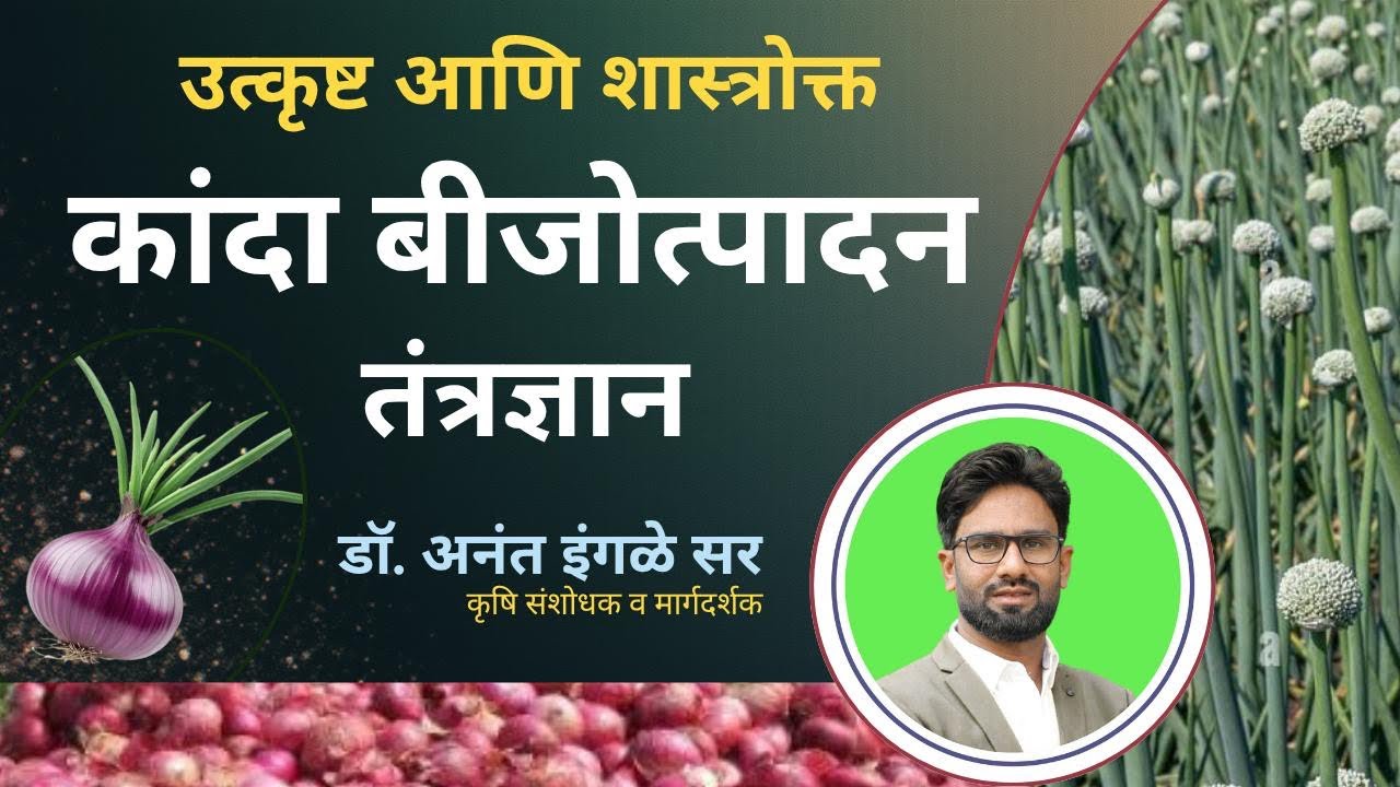 उत्कृष्ट कांदा बीजोत्पादन तंत्रज्ञान।कांदा बियाणे उत्पादन। Onion Seed Production by Dr. Anant Ingle 