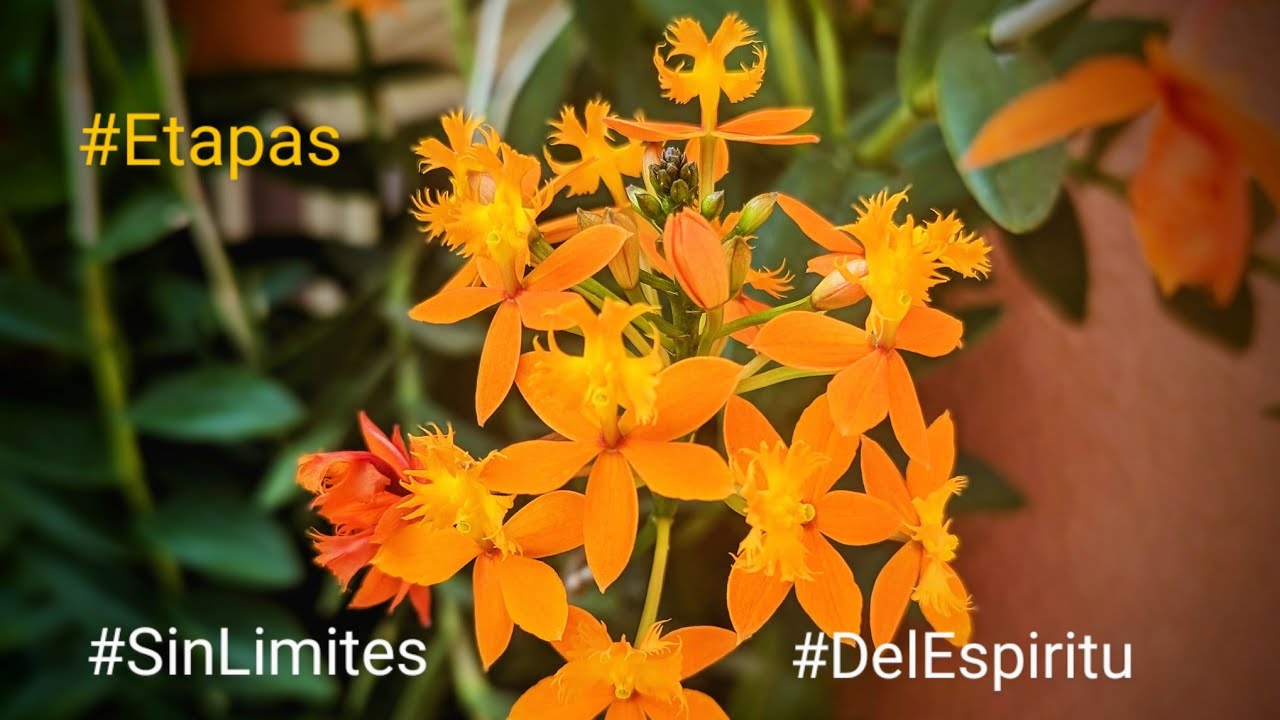 Propagación y cuidados de la orquídea epidendrum o orquídea del 