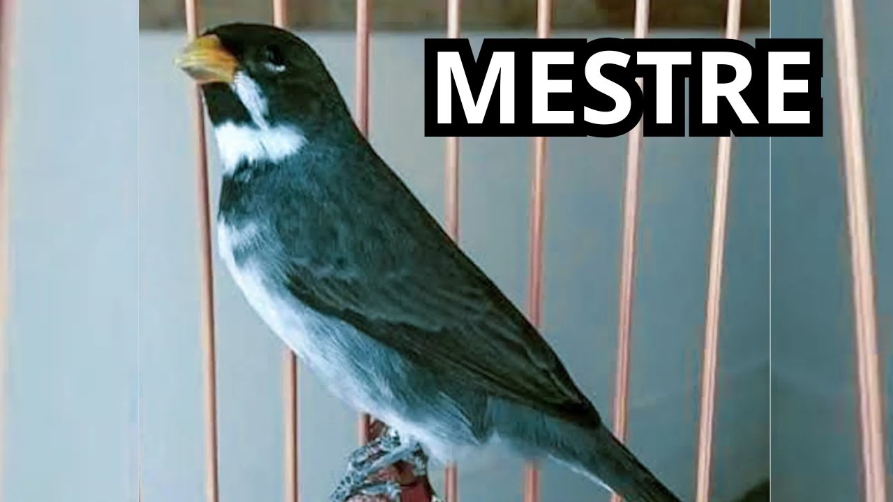MESTRE COLEIRO TUI TUI PERFEITO PARA ENSINAR COLEIRINHOS PARDINHOS