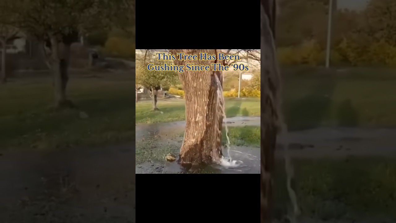 This Tree Has Been Gushing Water Since The &lsquo;90s 😳 #interesting