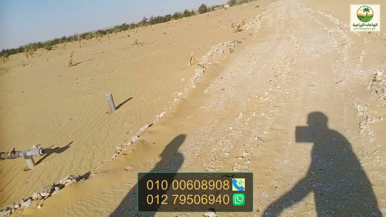 مزرعة ٨ فدان تربة رملية خصبة ١٠٠%