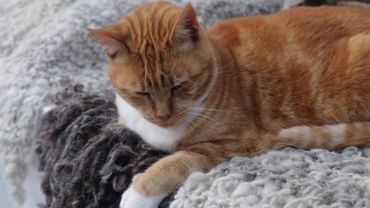 Texas Ranger Kneading Paws into Scarves | Wild Flower Farm