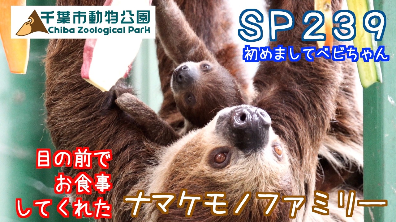 【奇跡】ＳＰ２３９　目の前でお食事してくれたナマケモノファミリー