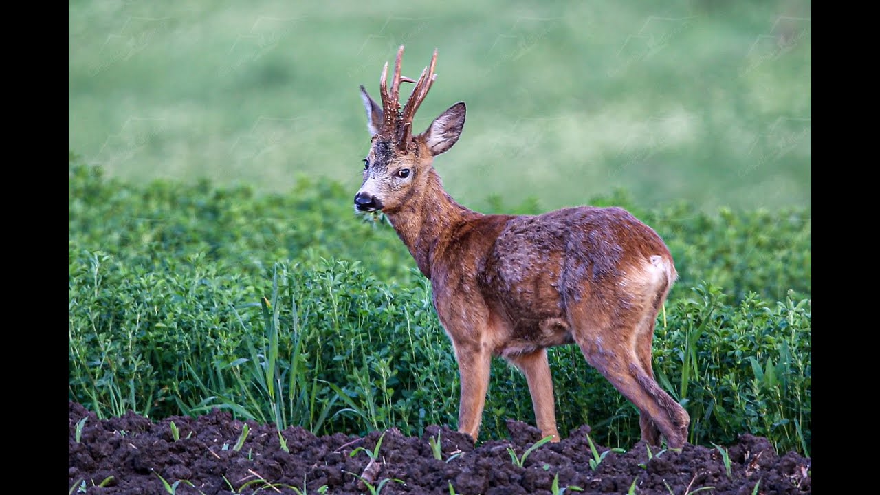 Gold Medal Roe Buck Hunting in Romania Rehbock Goldmedaille Jagd Jagt Guldbuk i Rum&aelig;nien