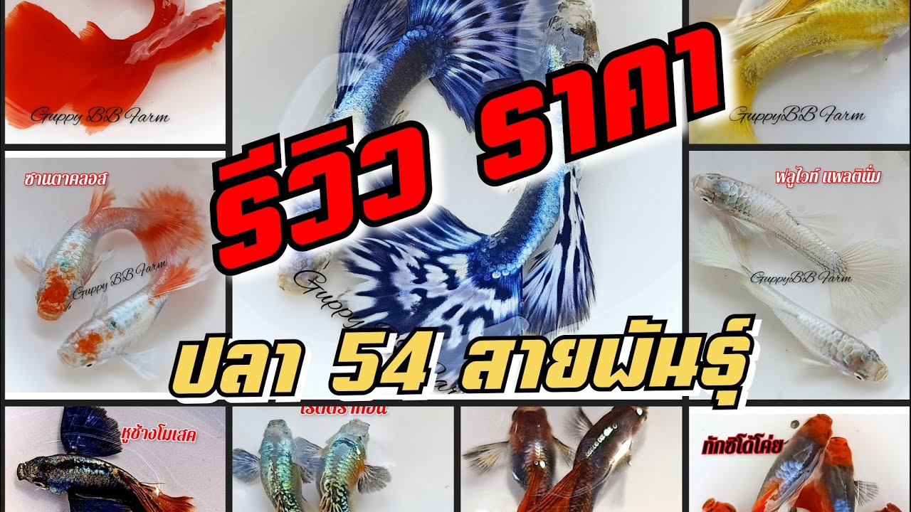 ริวิวปลาหางนกยูงเกรด 54 สายพันธุ์  ราคา และ ระดับการเลี้ยง ยาก หรือ ง่าย