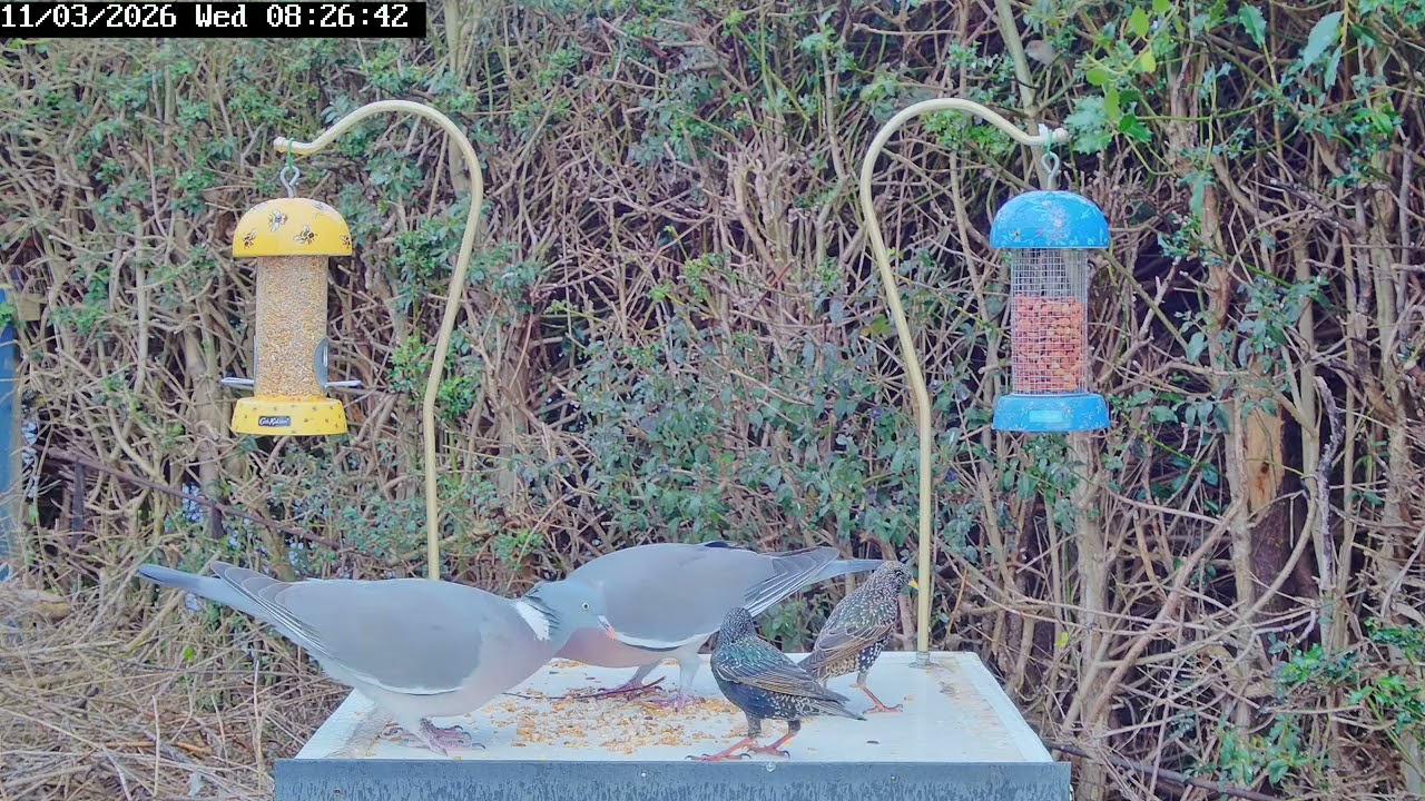 Bird table antics, 11th March 2026 - Wood pigeons, starlings, robin, jackdaw, blackbird