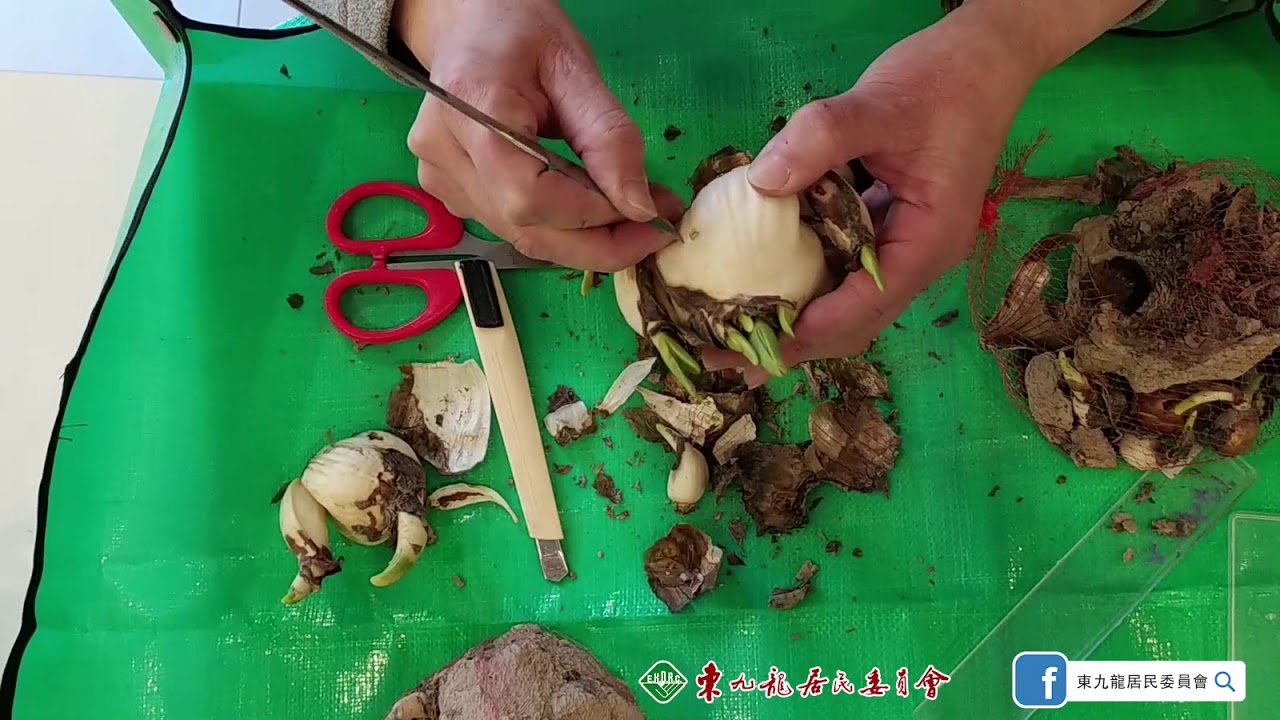 點先可以鎅到一盆靚水仙？