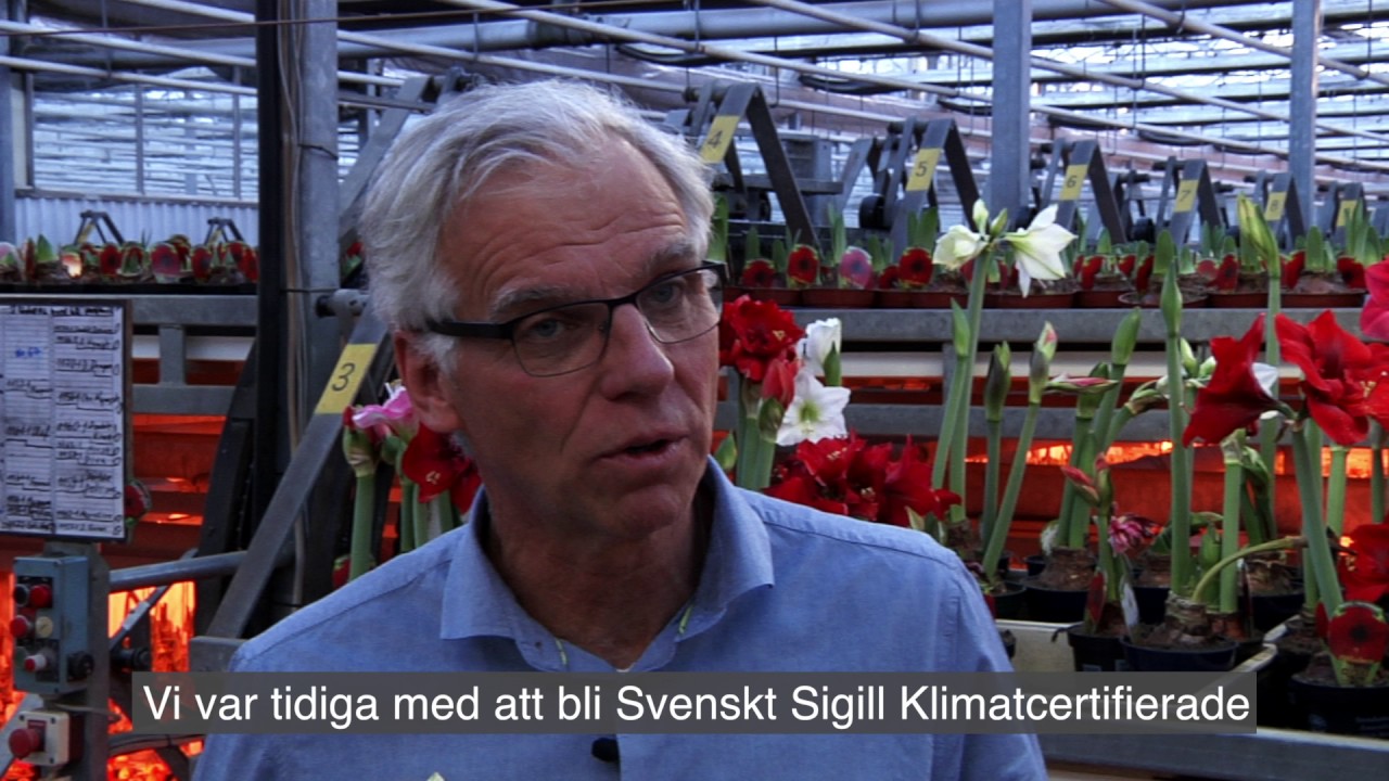 Tulpaner från Alverbäcks