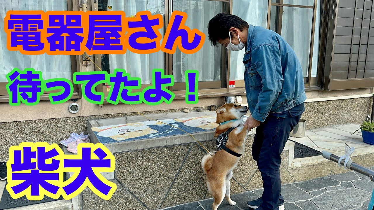 【柴犬】電器屋さん待ってたよ！