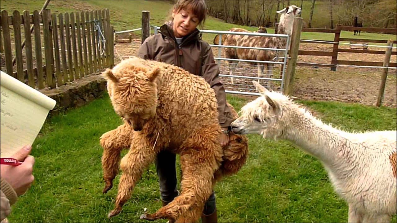 Visite à la ferme des lamas