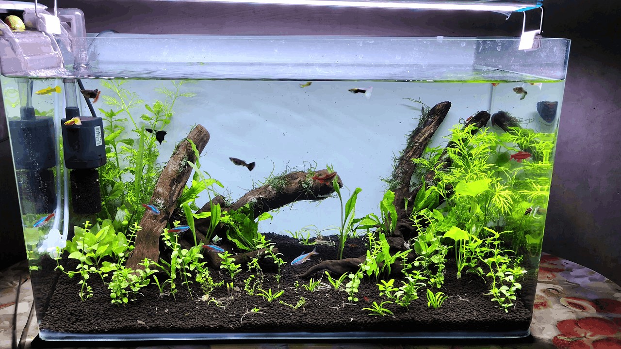 Bunny Cart Unboxing Planted Tank Setup | Low Tech Planted Aquarium Setup | Bunny Cart Plant Unboxing