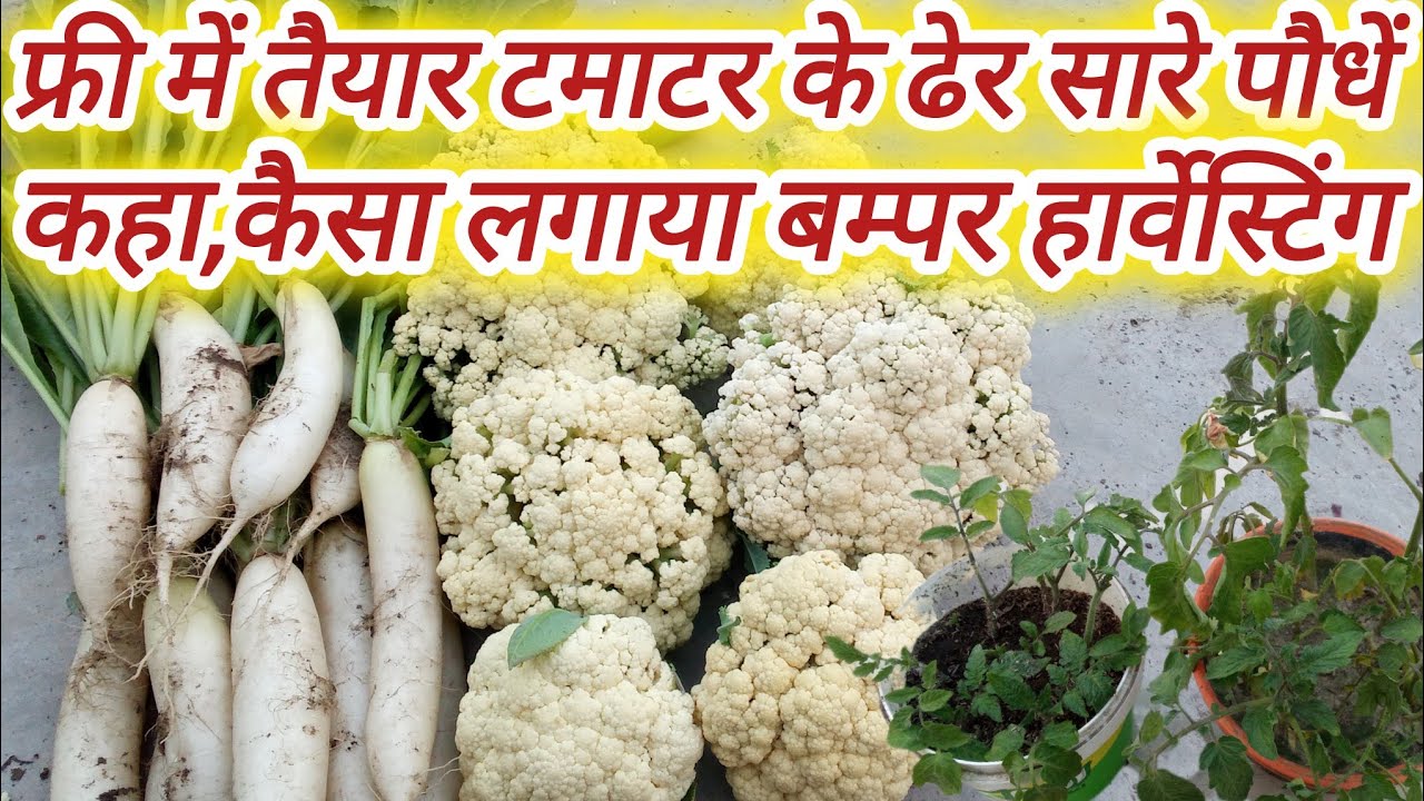 फ्री में टमाटर के ढेर सारे पौधें तैयार//कहा और कैसे लगाएं//Bumper Harvesting#terracegardenindia 
