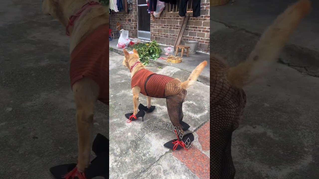 Claudete fub&aacute; e leleu co&ccedil;eira se arrumam para comerem espetinho de pre&aacute;