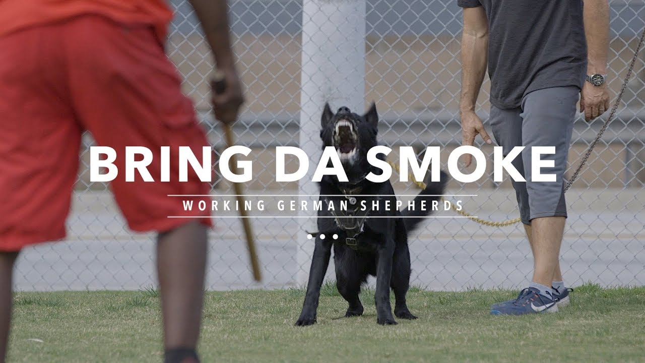 BRING DA SMOKE: WORKING LINE GERMAN SHEPHERDS