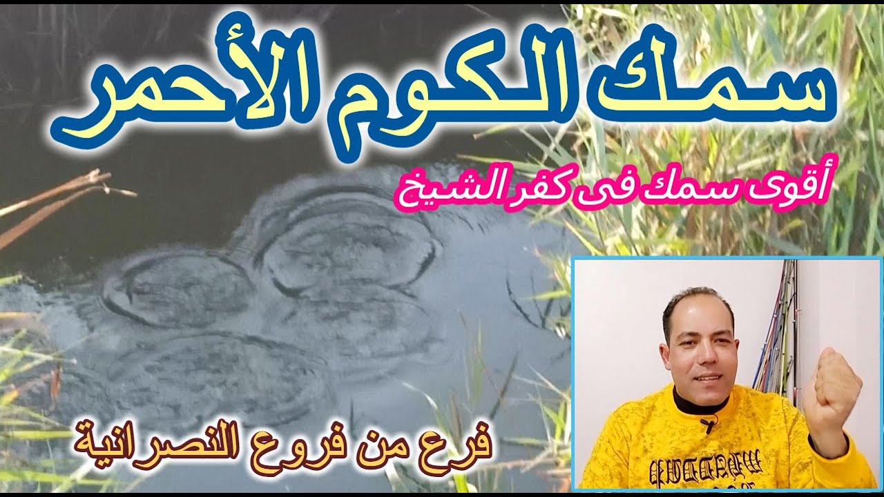 سمك الكوم الأحمر أقوى سمك فى كفر الشيخ