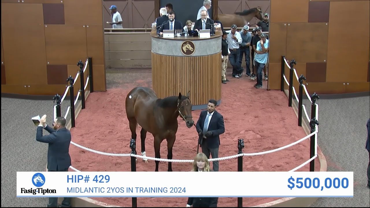 Curlin colt sells for $500,000 at Midlantic May 2YO Sale (2024)